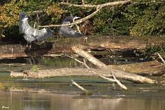 Les "blousons noirs" Les "blousons noirs"