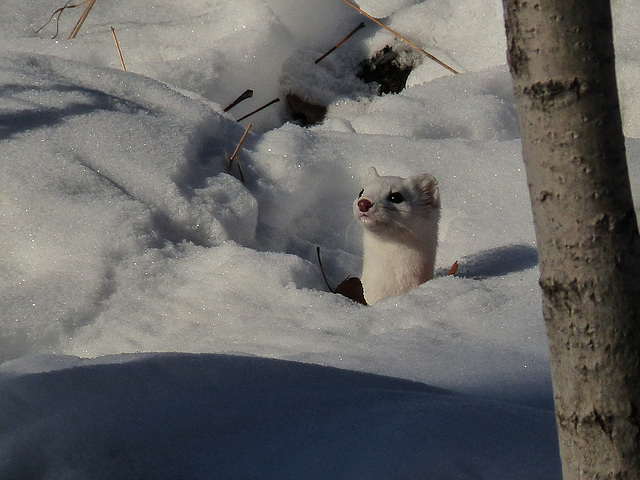 Checking if the coast is clear