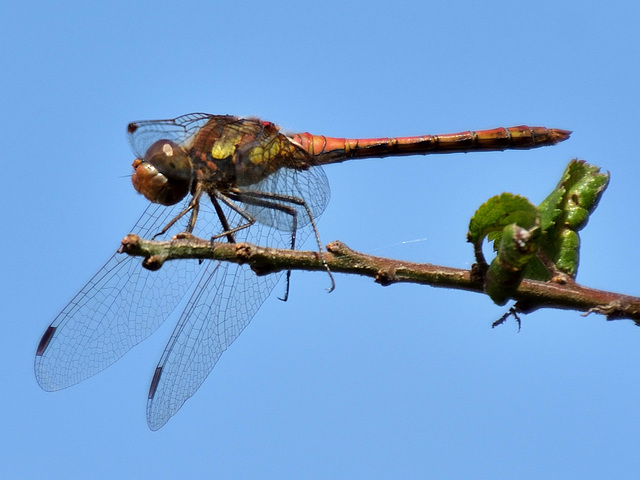 Common Darter m (Sympetrum striolatum) DSB 1511