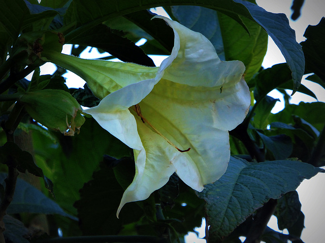 Brugmansia