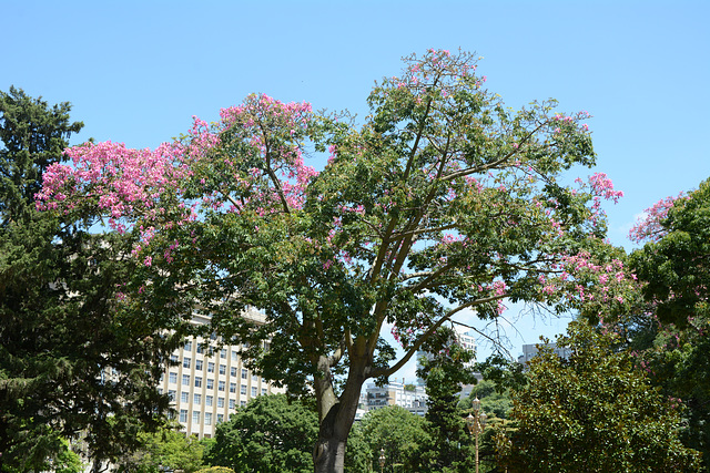 Buenos Aires, The Silk Floss Tree in the Park of Oriental Republic of Uruguay Buenos Aires, The Silk Floss Tree in the Park of Oriental Republic of Uruguay