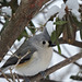 Tufted Titmouse