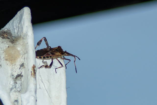 Leptoglossus occidentalis