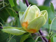 Tuliparbo