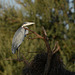 Namibia, South African Grey Heron