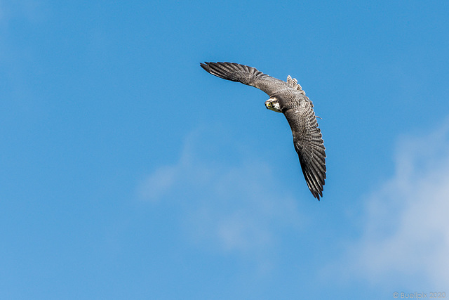 Greifvogelschau Umhausen (© Buelipix)