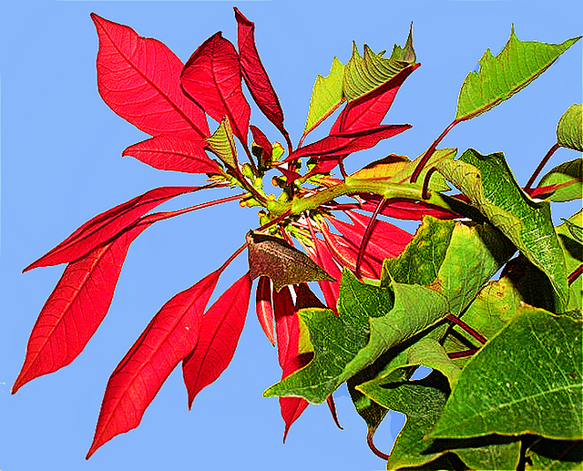 Le poinsettia (Euphorbia pulcherrima)....