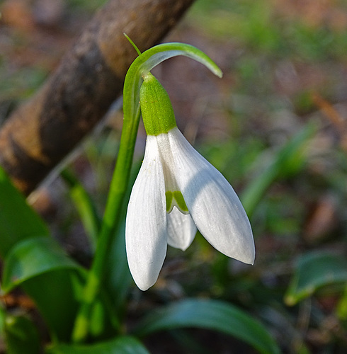 Snowdrop