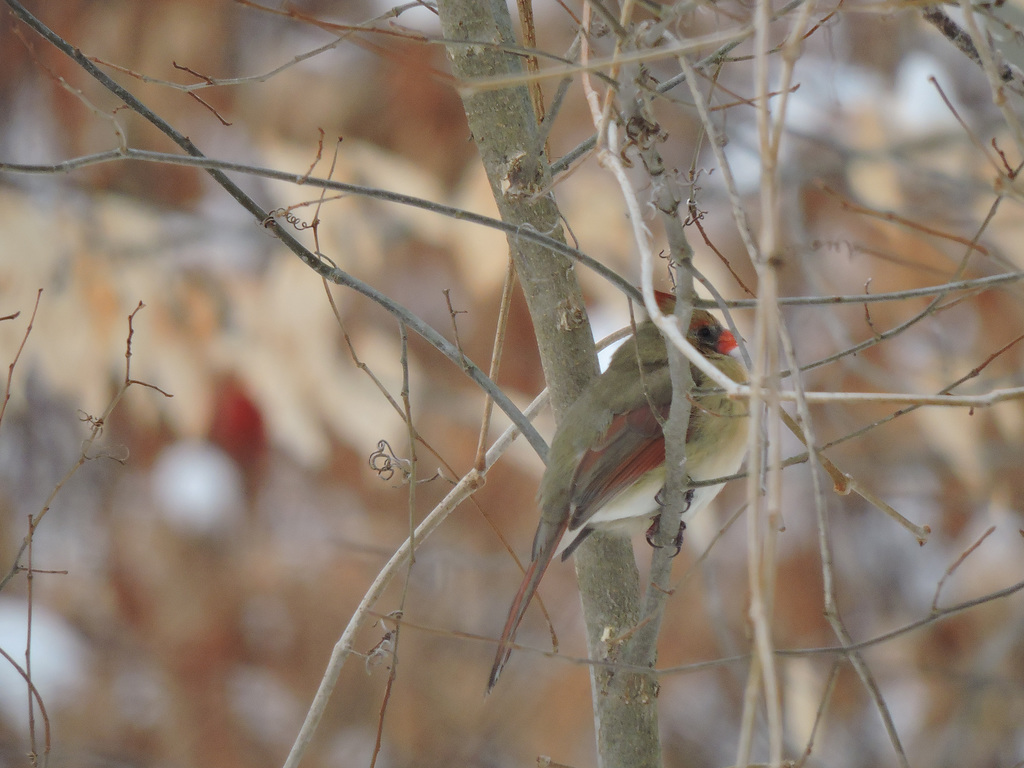 Northern Cardinal