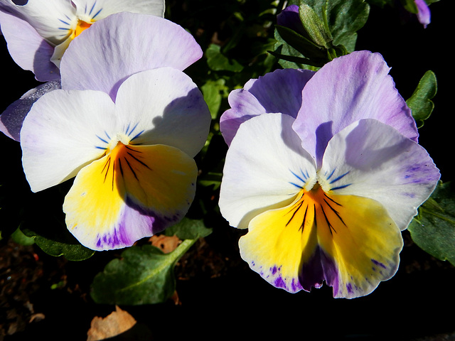 Hornveilchen (Viola cornuta)