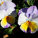 Hornveilchen (Viola cornuta)