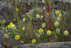 Trifolium campestre