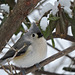 Tufted Titmouse