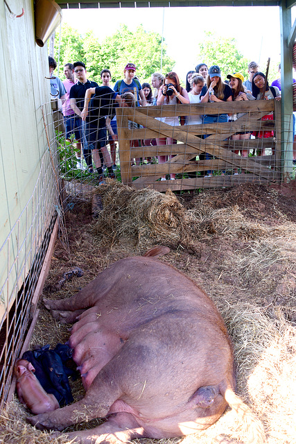 These pigs were less than 48 hours old