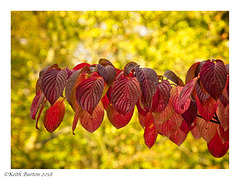 Red and Gold