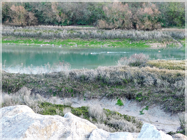 Au bord de Rance à Plouer sur Rance (22)