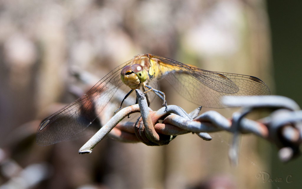 Dragon Fly