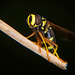 Die benommene Schwebfliege :))  The dazed hoverfly :)) L'hoverfly étourdi :))