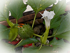 datura 37