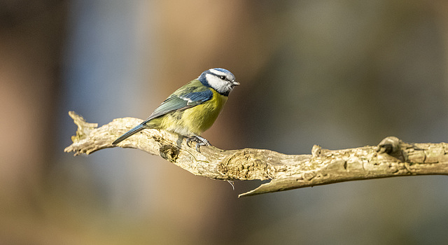 Blue tit