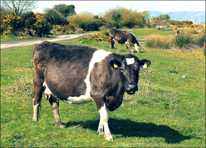 Cow Field