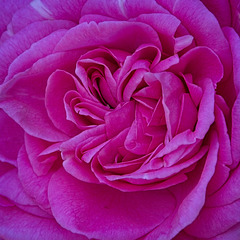 The centre of a Rose