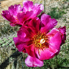 Blooming Cholla Cactus