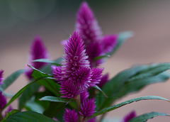 p-purplecactuspatio