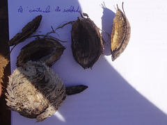 DSC01370 - castanha-de-soldado, sete-copas, baba-de-soldado, amendoeira Terminalia catappa, Combretaceae