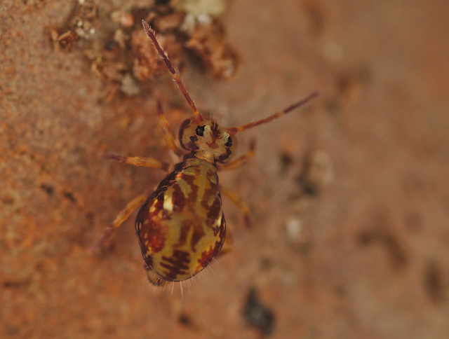 EF7A2496springtail