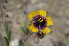 Tuberaria guttata  DSC1950