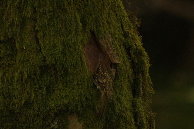 Treecreeper