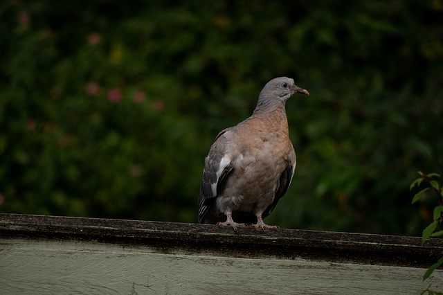 Immature Woodpigeon