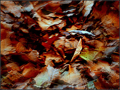 Zűrzavar az avarban... Chaos in the leaves ...