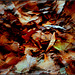 Zűrzavar az avarban... Chaos in the leaves ...