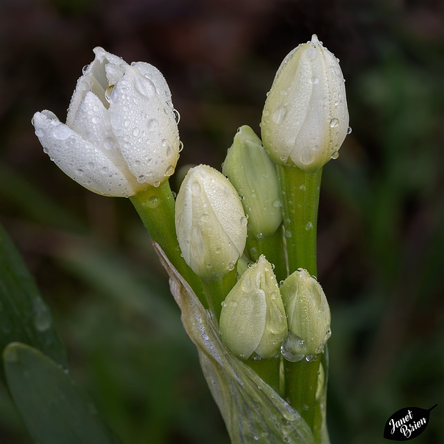 Pictures for Pam, Day 143: Macro Monday: Jonquil Buds