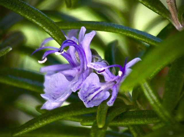 Rosmarinblüte