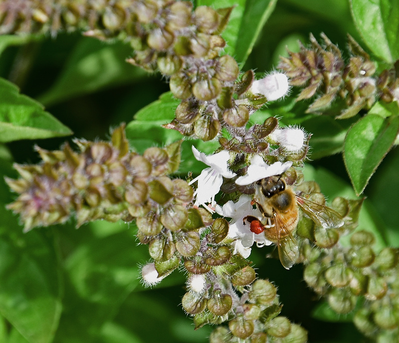 Bee with Red Pollen