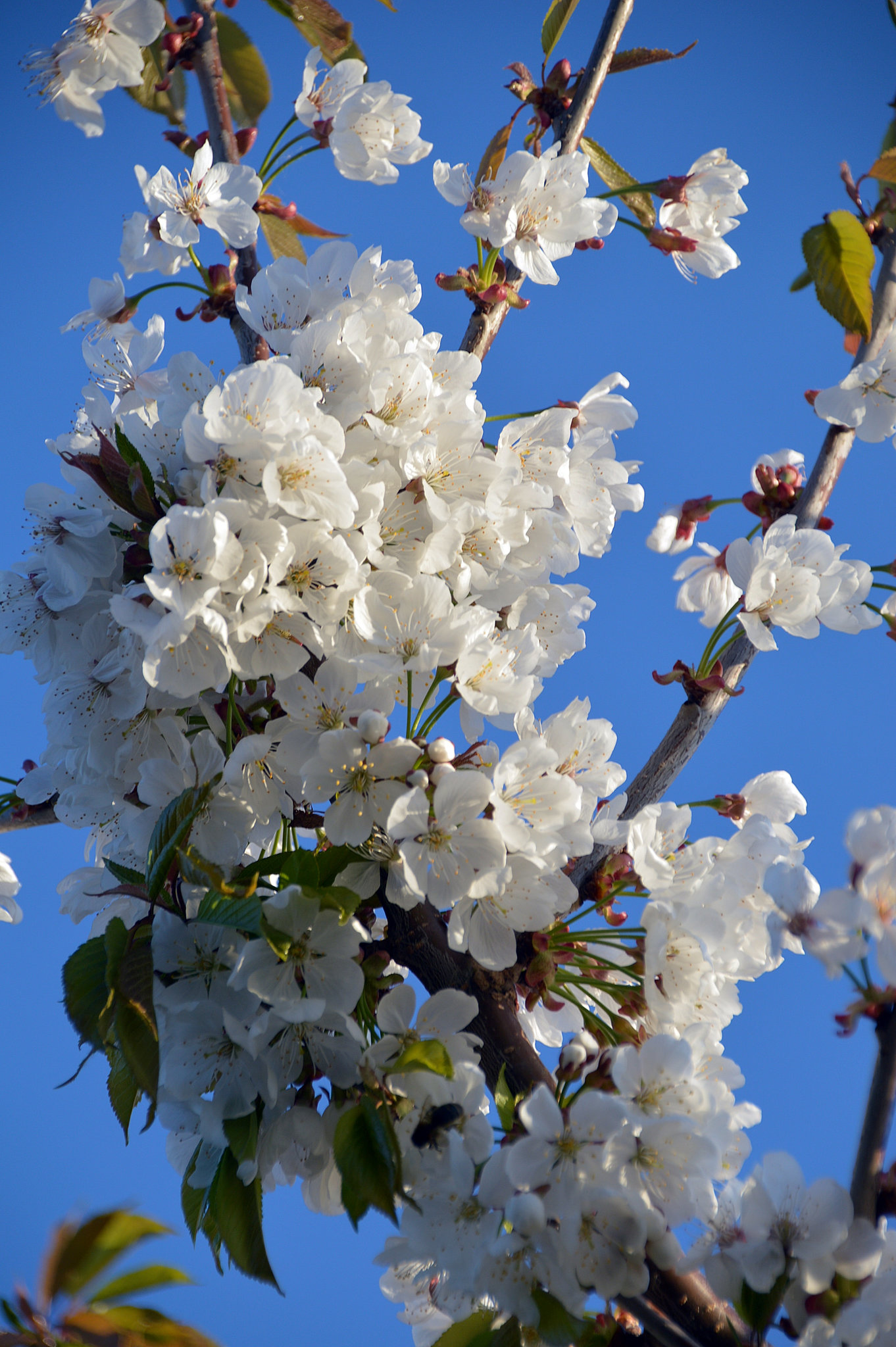 Kirschblüten