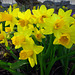 Narcissus cyclamineus february gold
