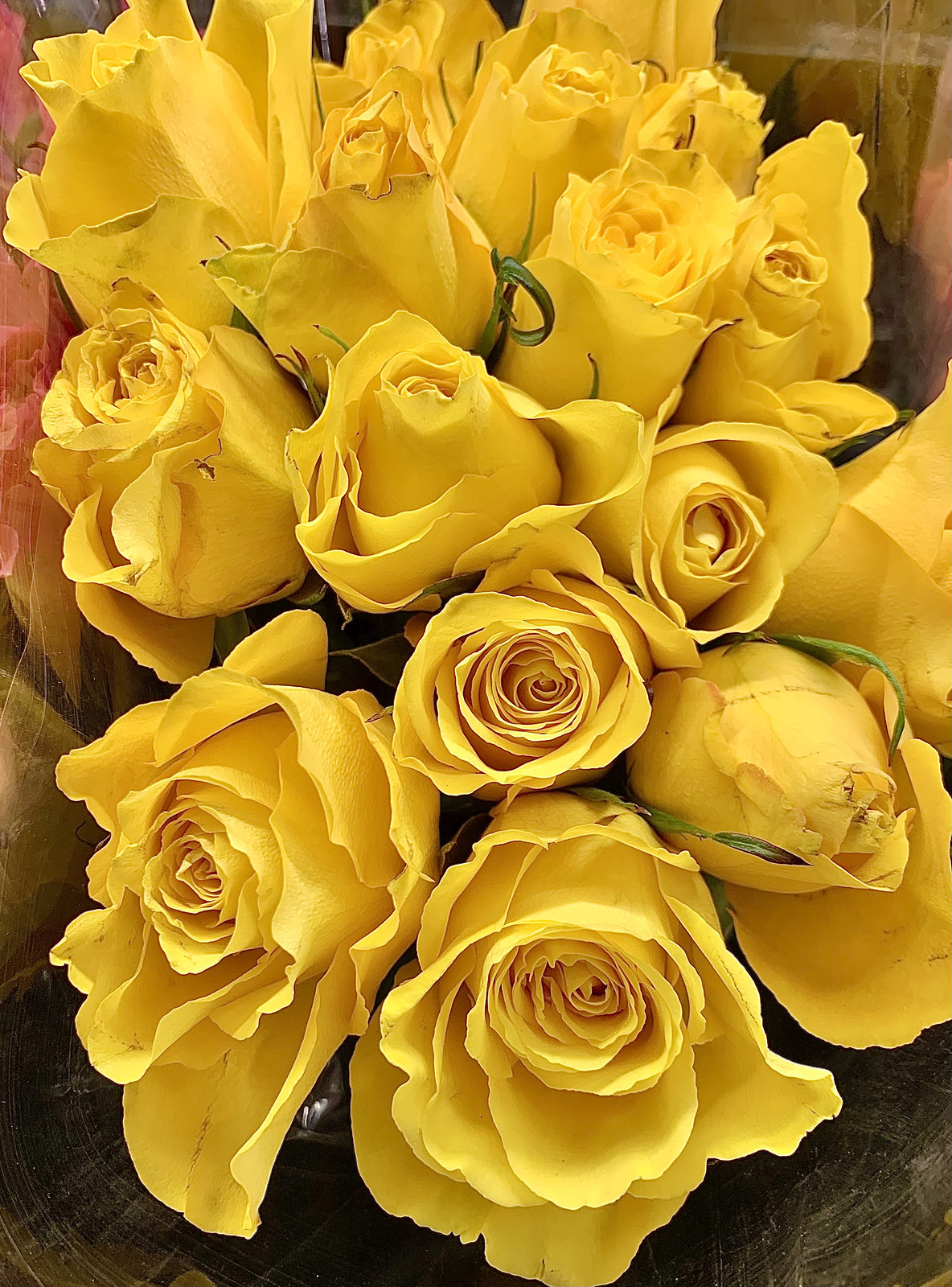 roses at Costco