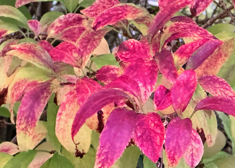 Erst blau, dann rot      (pip)