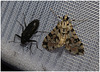 IMG 7524 Moth and Beetle