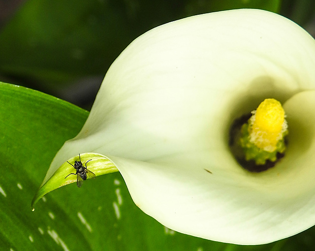 20230716 2014CPw [D~LIP] Gefleckte Calla (Zantedeschia albomaculata), Asselfliege (Rhinophora lepida), Bad Salzuflen