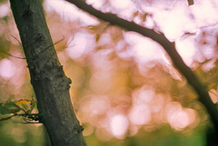 Ặutumn ẗrees series II