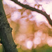 Ặutumn ẗrees series II