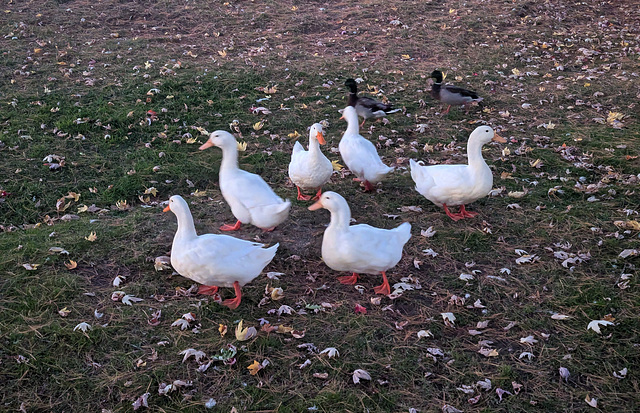 Petite marche entre deux baignades / A little walk between two swims