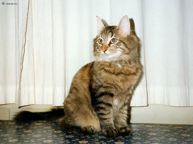 Young Milly, 5 months old (1994)
