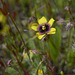 Tuberaria guttata