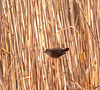 Wren